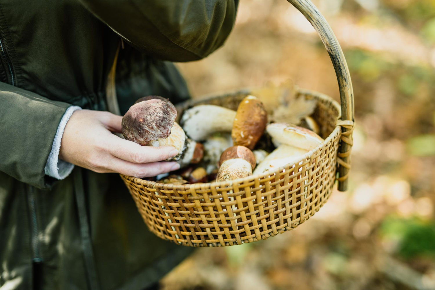 Descubre la micología en los bosques sorianos
